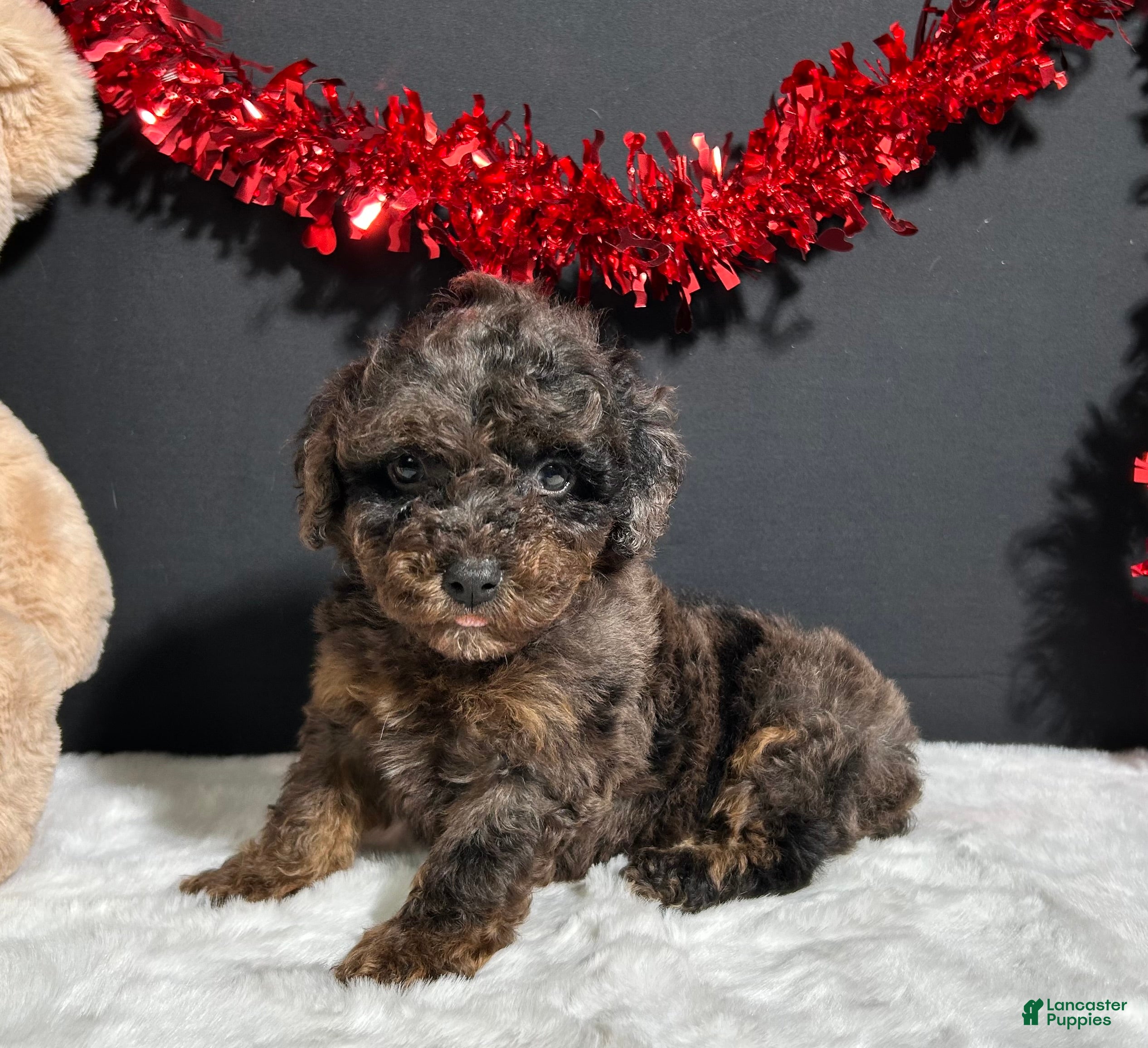 Toy Poodle dogs Hayden - Ad 1