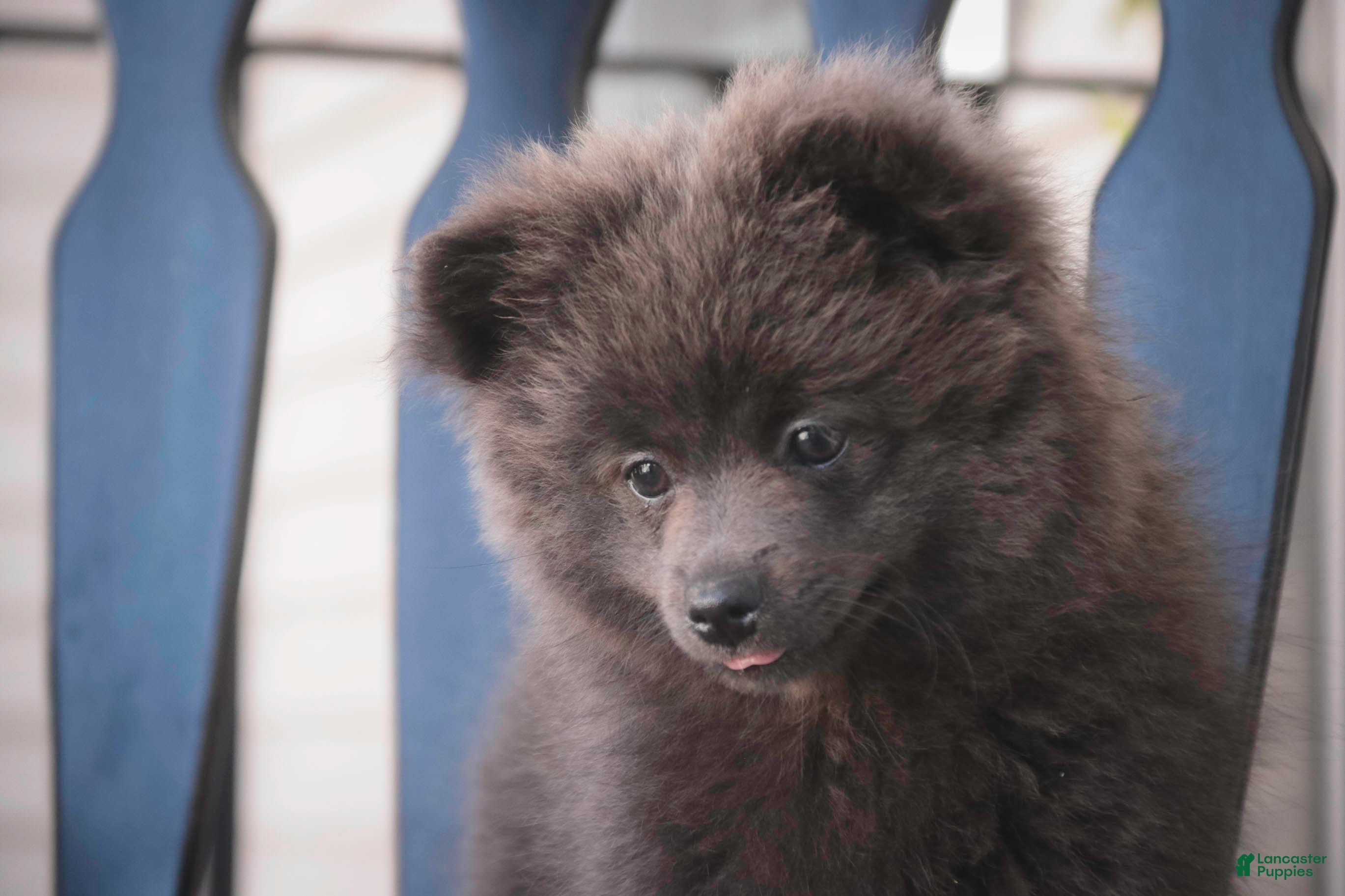 Pomeranian dogs Bluey Pomeranian  - Ad 2