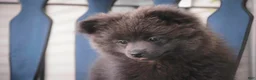 Pomeranian dogs for sale: Bluey Pomeranian  - Ad 2