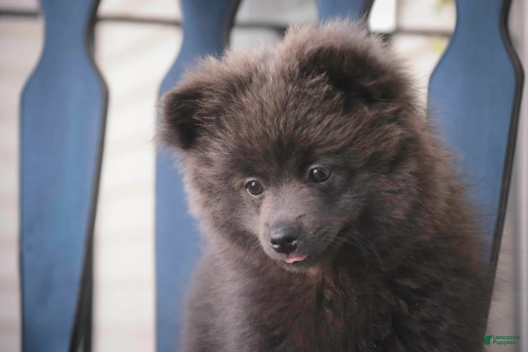 Pomeranian dogs for sale: Bluey Pomeranian  - Ad 2