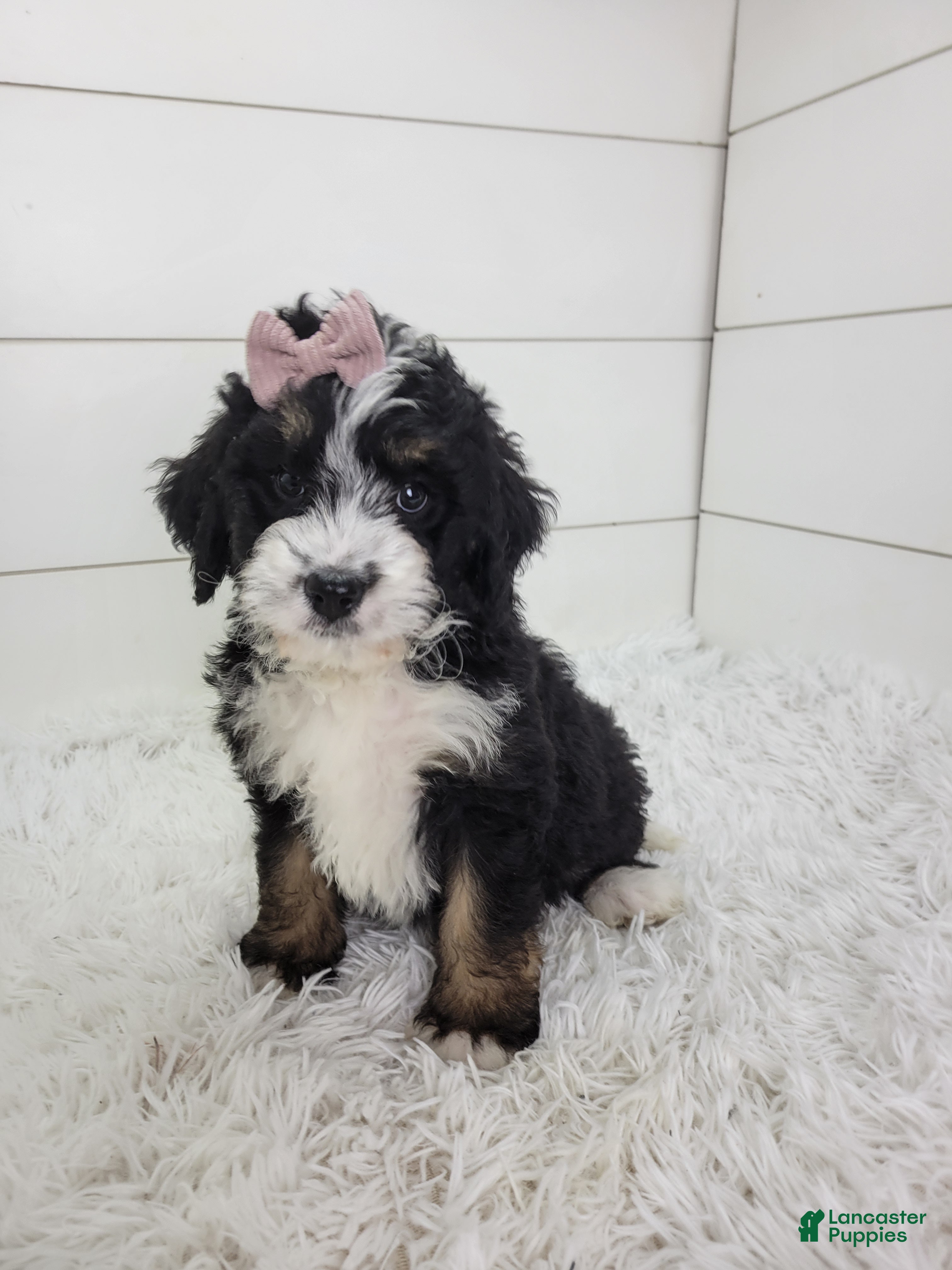 Bernedoodle dogs Britt - Ad 1