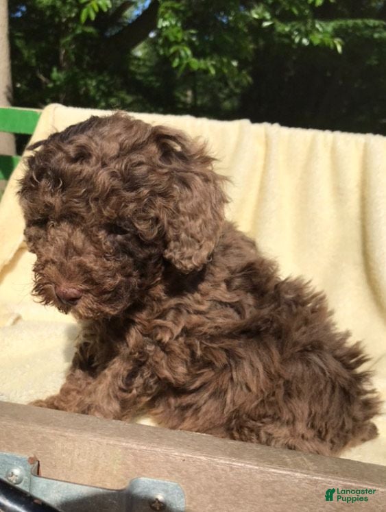 Miniature Poodle dogs Coco - Ad 2