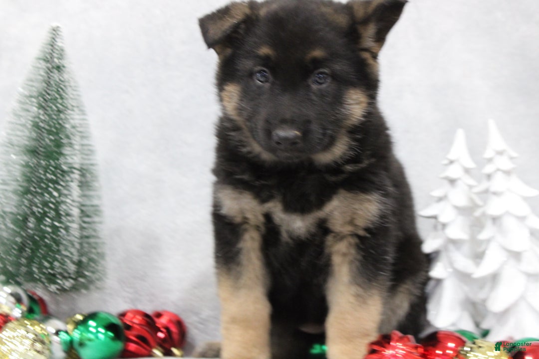 German Shepherd dogs for sale: Avery - Ad 3