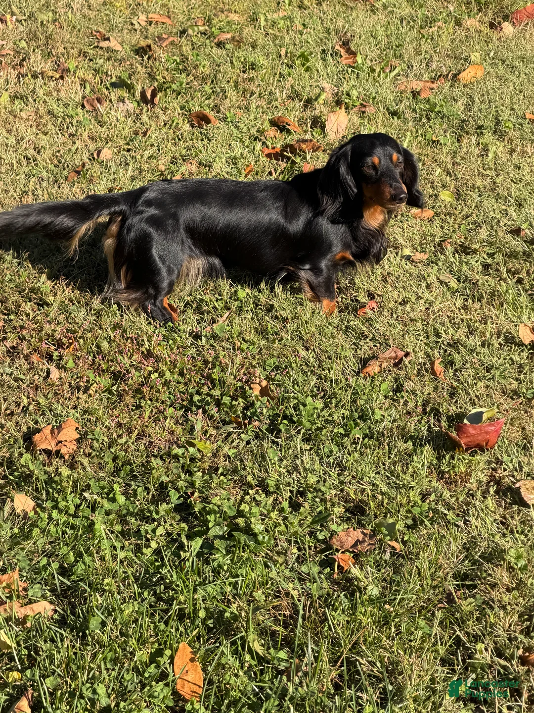 Miniature Dachshund dogs for sale: Miniature Dachshund Puppy 1 - Ad 5
