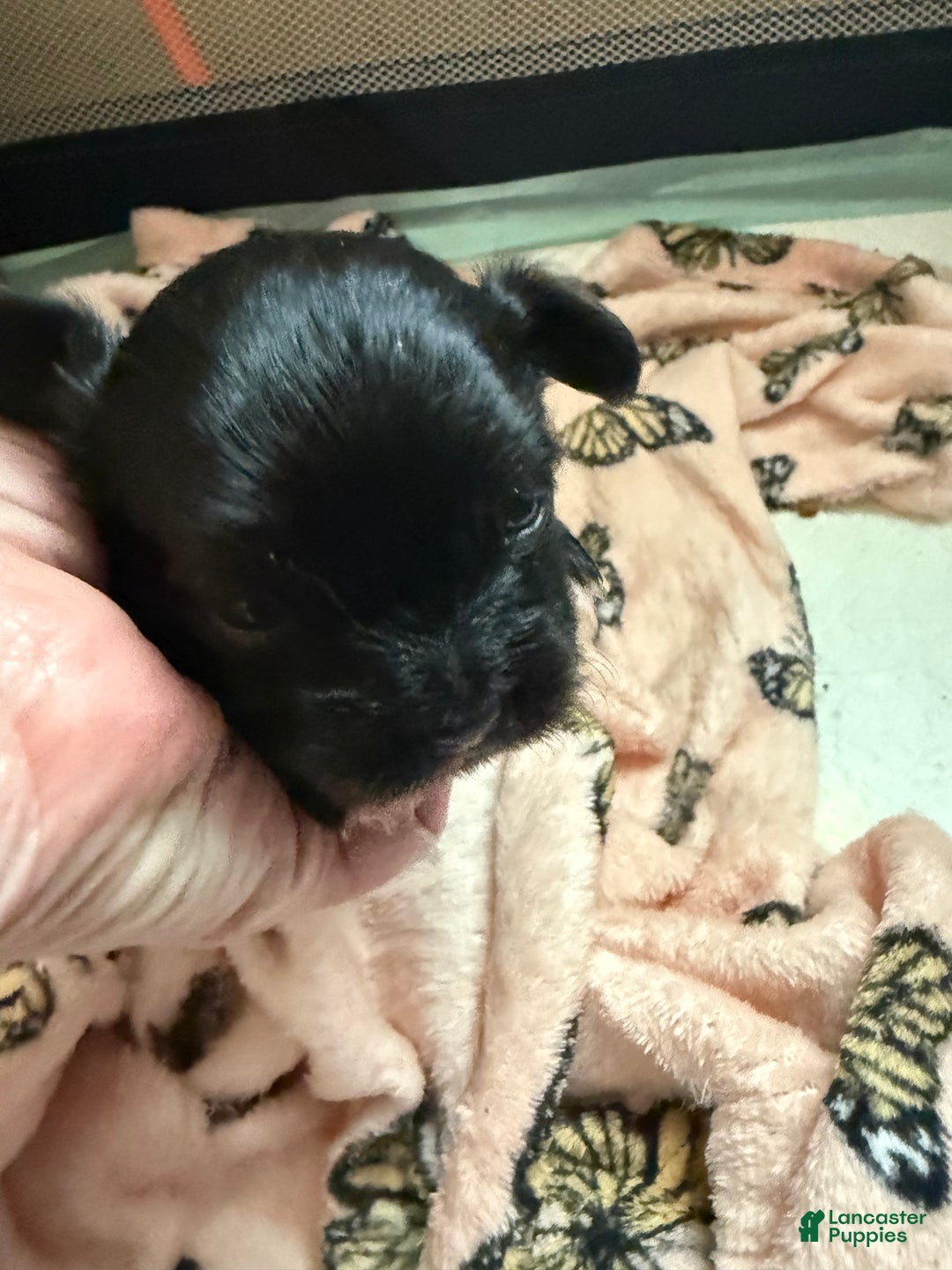 Mixed Breed dogs for sale: Mixed Breed Puppy 3 - Ad 2