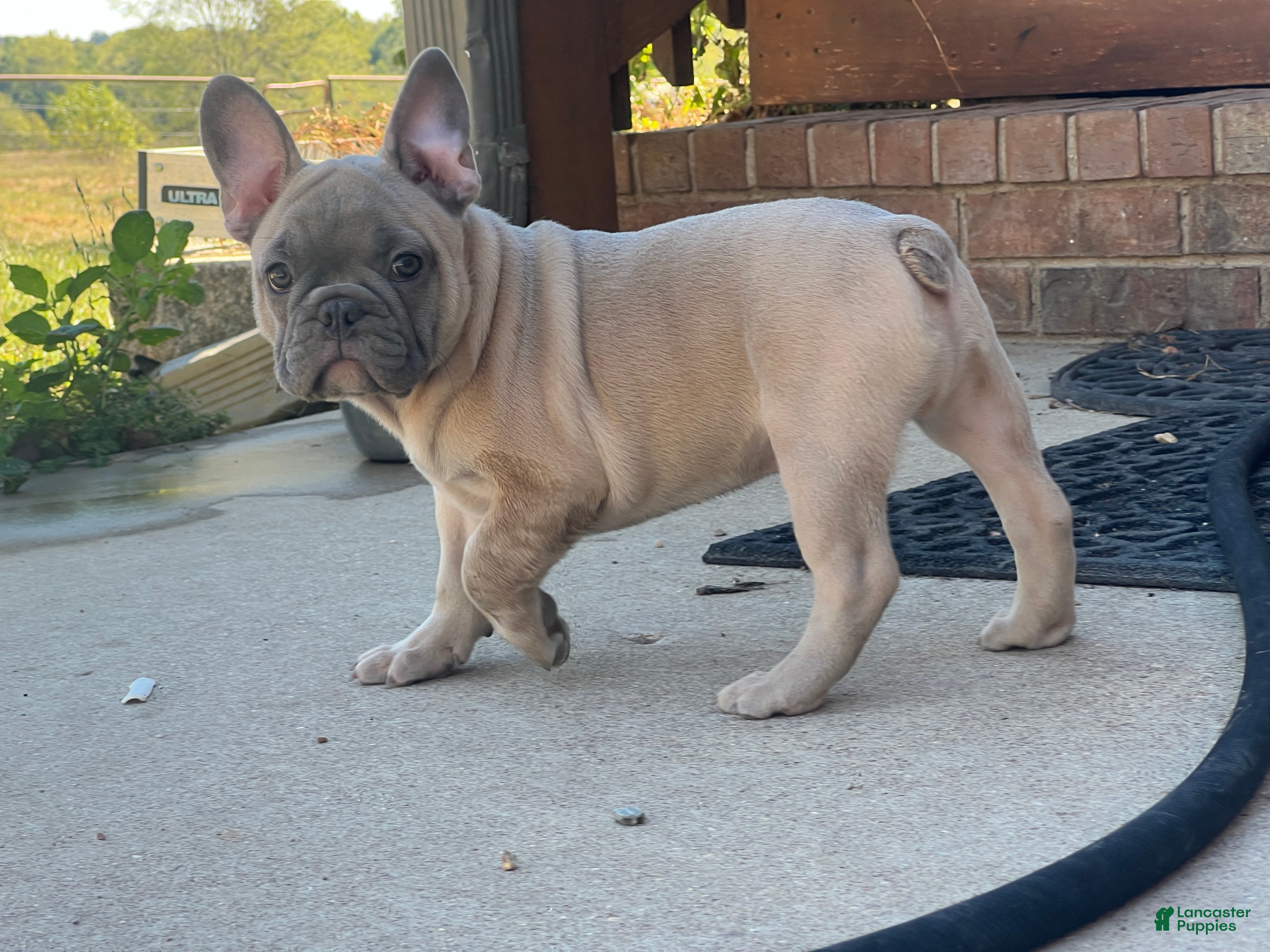 French Bulldog dogs Hank - Ad 28