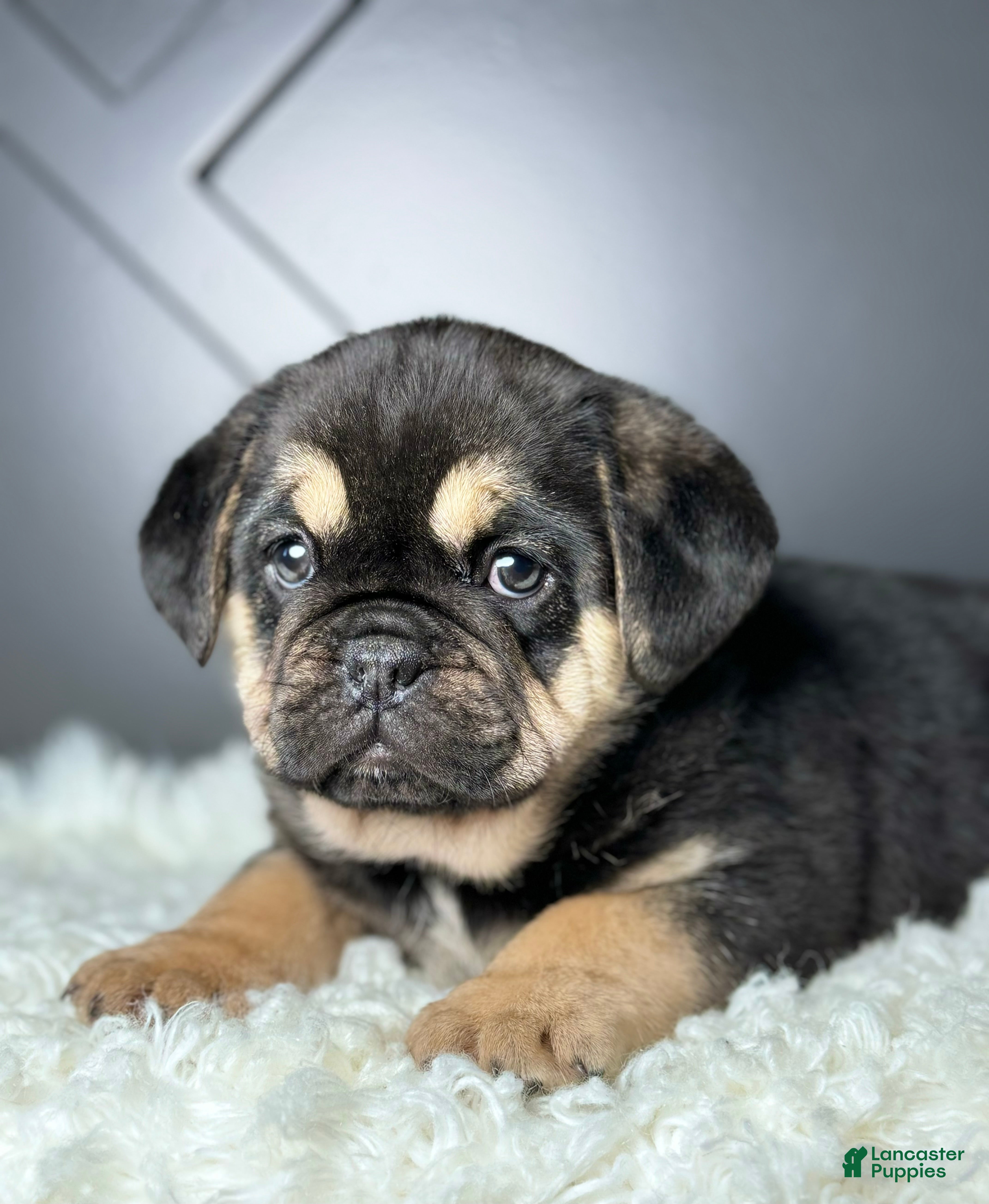 Mixed Breed dogs Hazel  - Ad 22