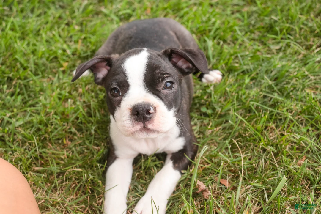 Boston Terrier dogs for sale: Bruce Boston Terrier  - Ad 1