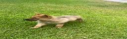 German Shepherd dogs for sale: German Shepherd 1 - Ad 3