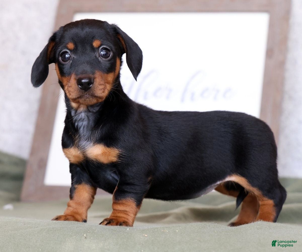 Miniature Dachshund dogs Fern - Ad 1