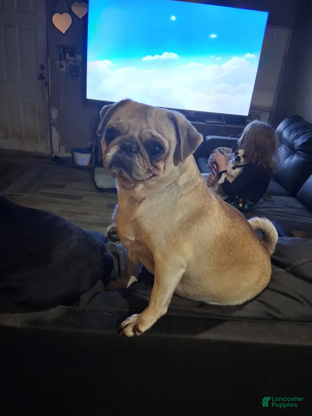 Pug dogs for sale: Peter pan - Ad 2