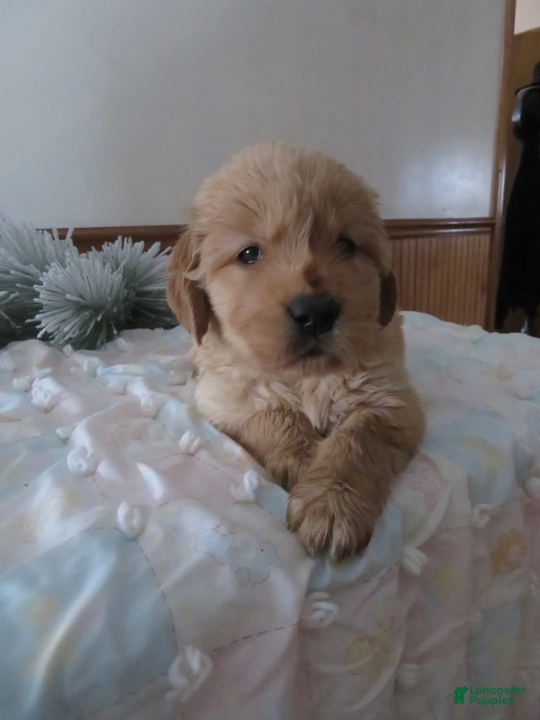 Golden Retriever dogs for sale: ANNABELLE - CHAMPION LINE - Ad 8