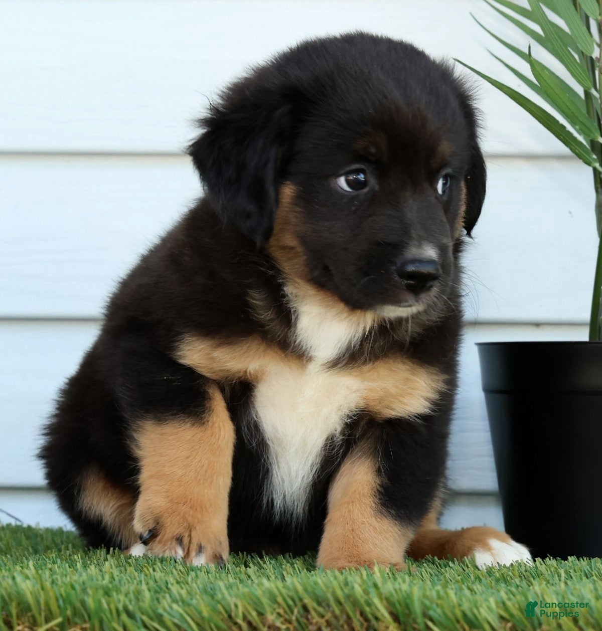 Miniature Australian Shepherd dogs for sale: Tanner - Ad 3