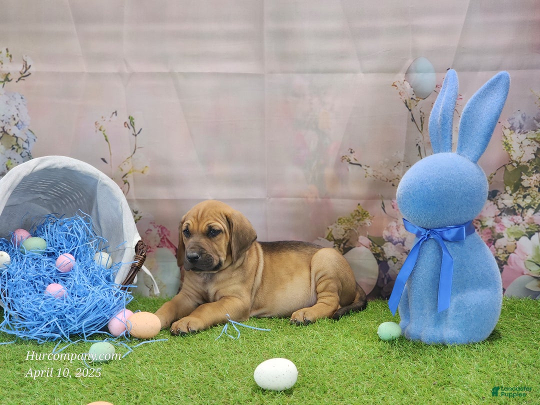 Mixed Breed dogs for sale: 2025 Bloodahoula Male 3 "Finn" - Ad 15