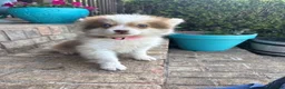 Pomsky dogs for sale: Bailey - Ad 4