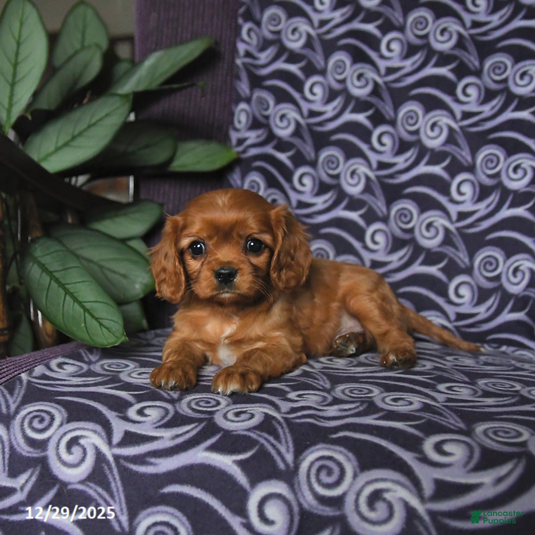 Cavalier King Charles Spaniel dogs for sale: Brandon - Ad 4
