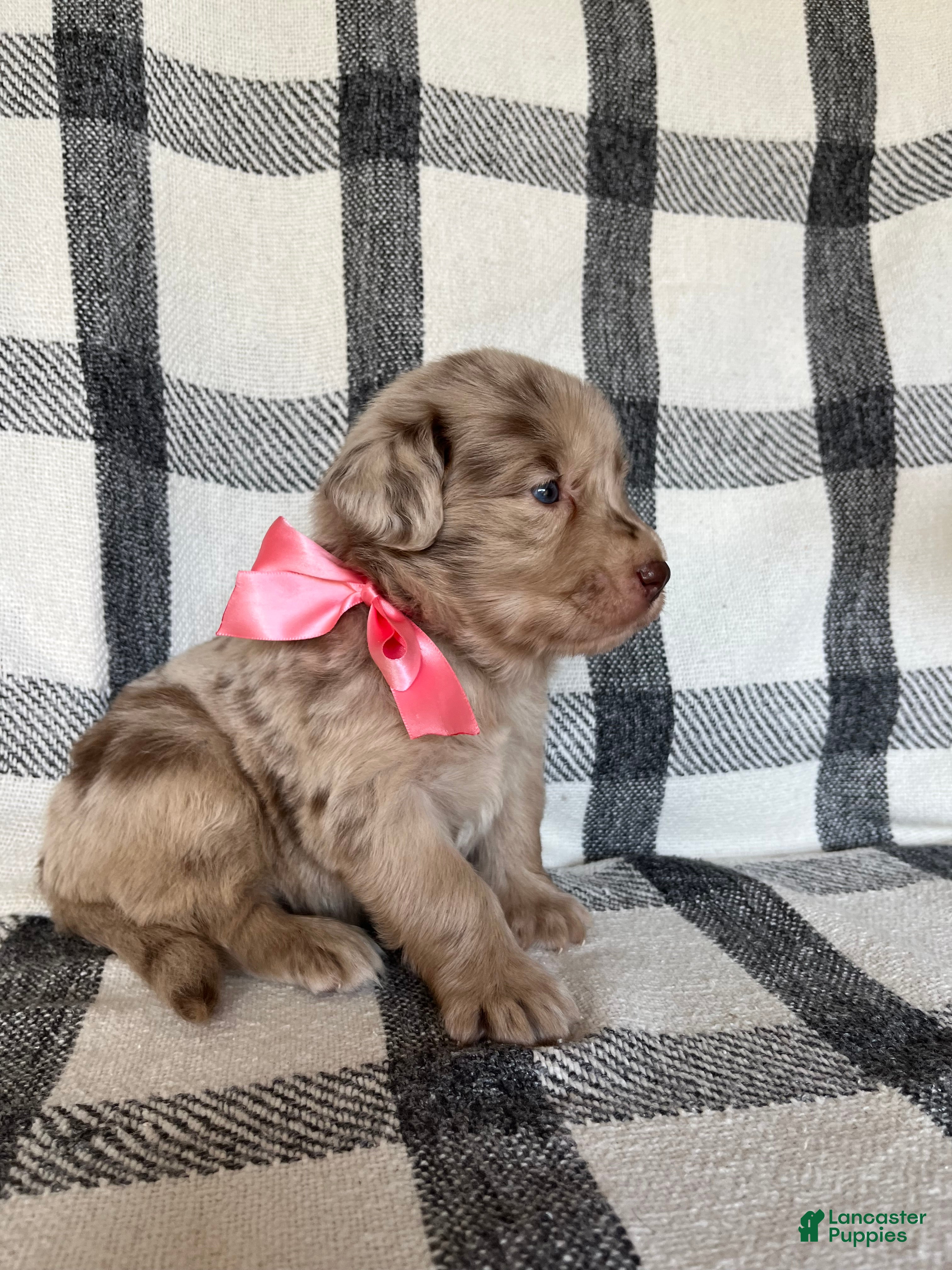 Mixed Breed dogs Harper - Ad 2
