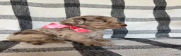 Mixed Breed dogs for sale: Harper - Ad 2
