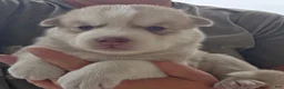 Siberian Husky dogs for sale: Galaxy - Ad 8