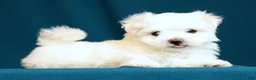 Maltese dogs for sale: Alex - Ad 7