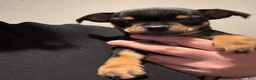 Chihuahua dogs for sale: Chihuahua Puppy 1 - Ad 3