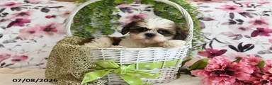 Julie