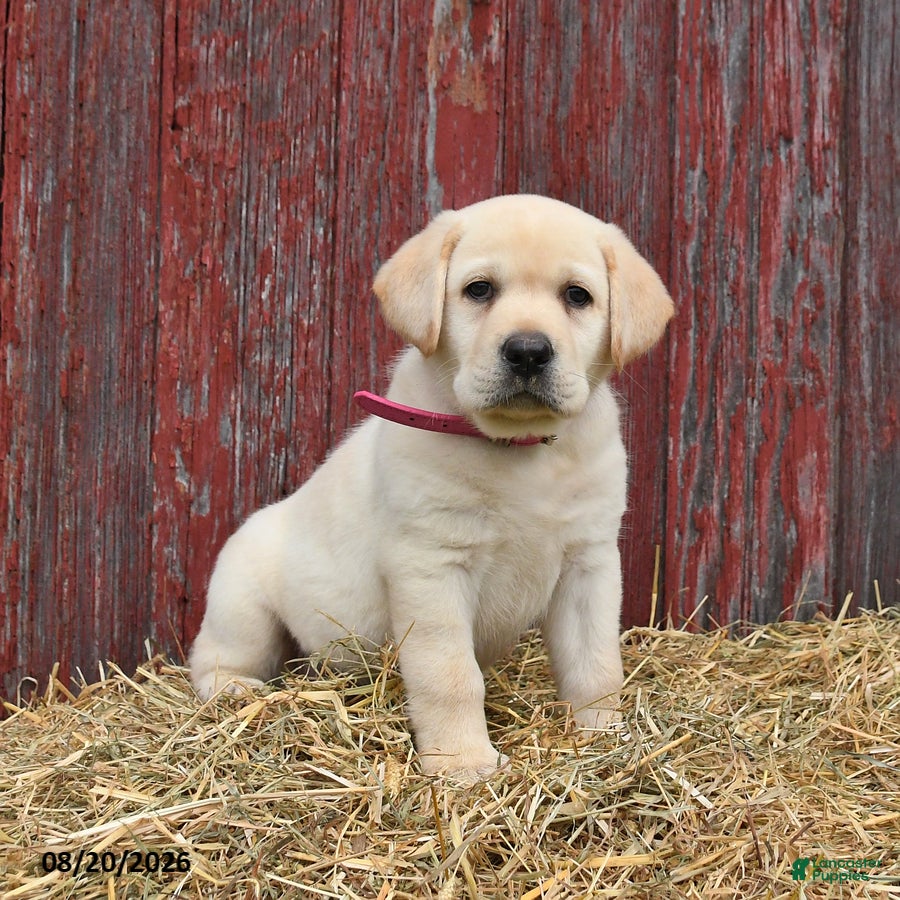 Labrador Retriever dogs Pansy - Ad 2