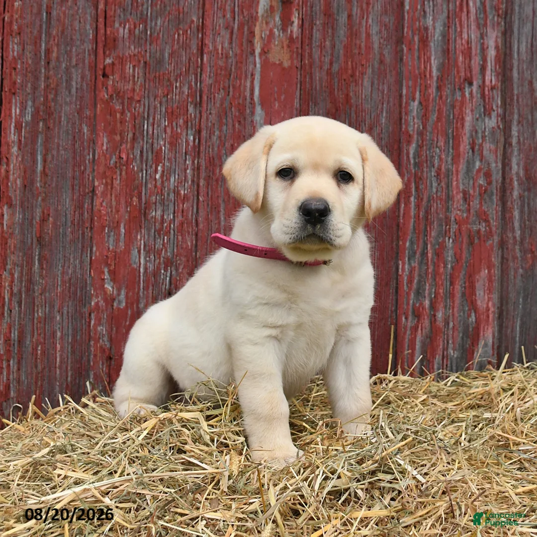 Labrador Retriever dogs for sale: Pansy - Ad 2
