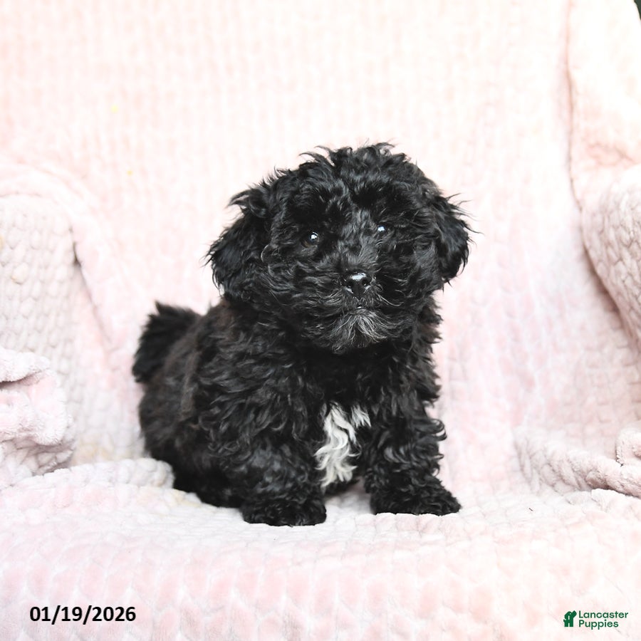 Mixed Breed dogs Chocolate - Ad 19