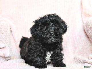 Mixed Breed dogs Chocolate - Ad 19