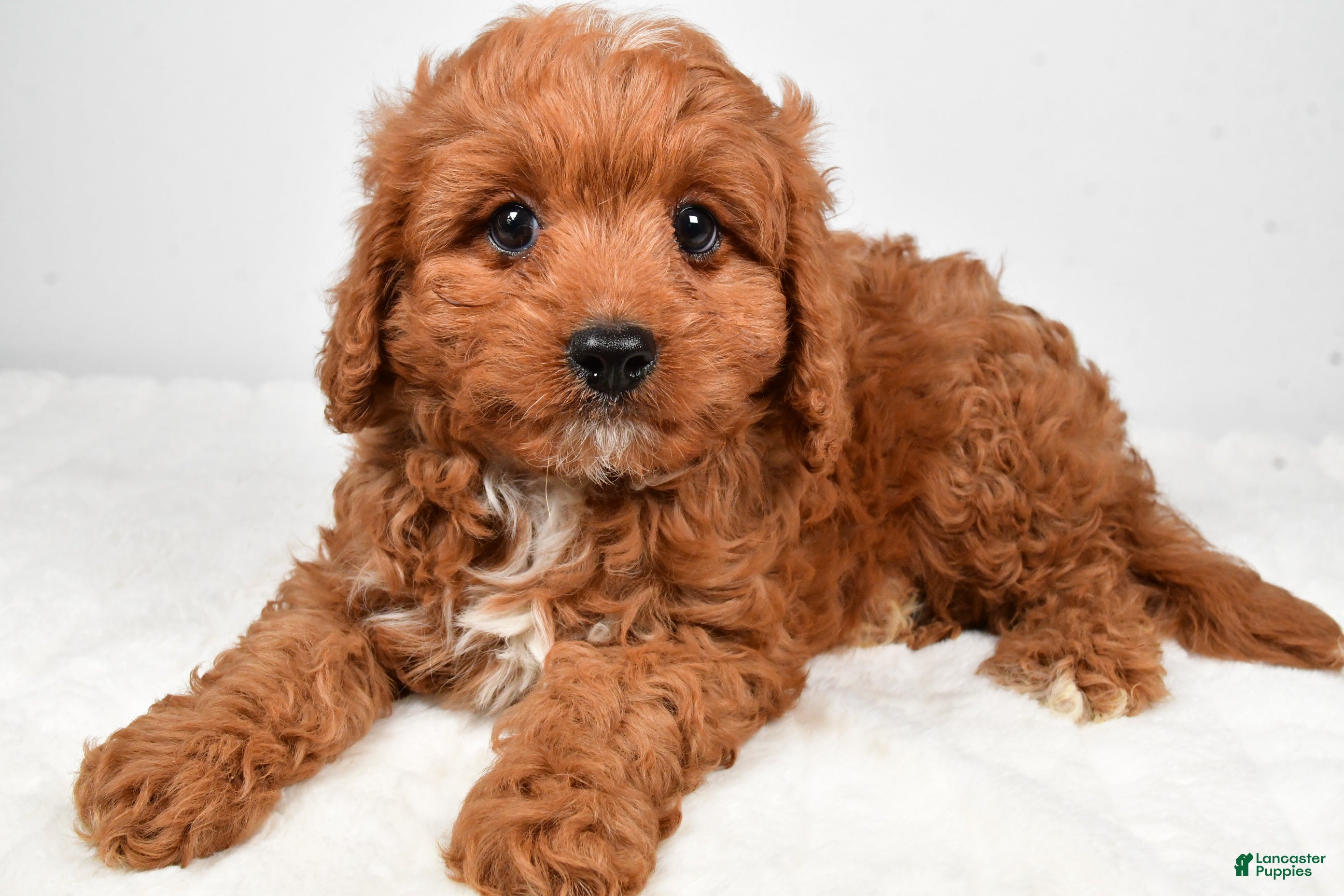 Cavapoo dogs Ace - Ad 2