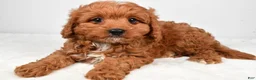 Cavapoo dogs for sale: Ace - Ad 2