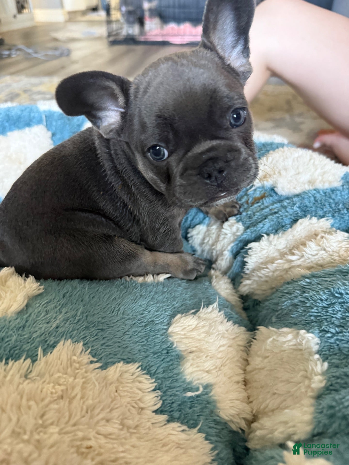 French Bulldog dogs French Bulldog 2 - Ad 32