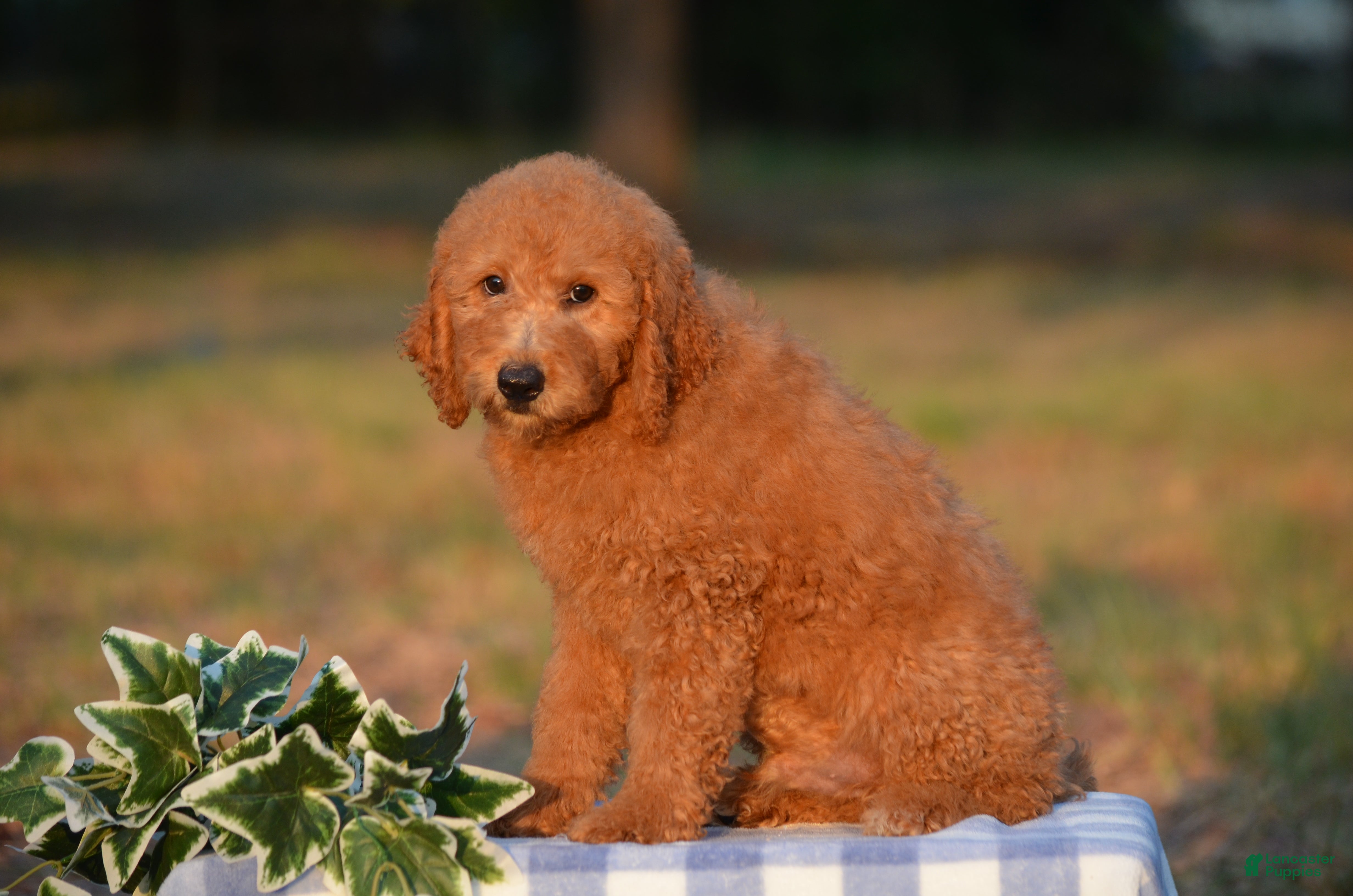 Mini Goldendoodle dogs Ash  - Ad 2
