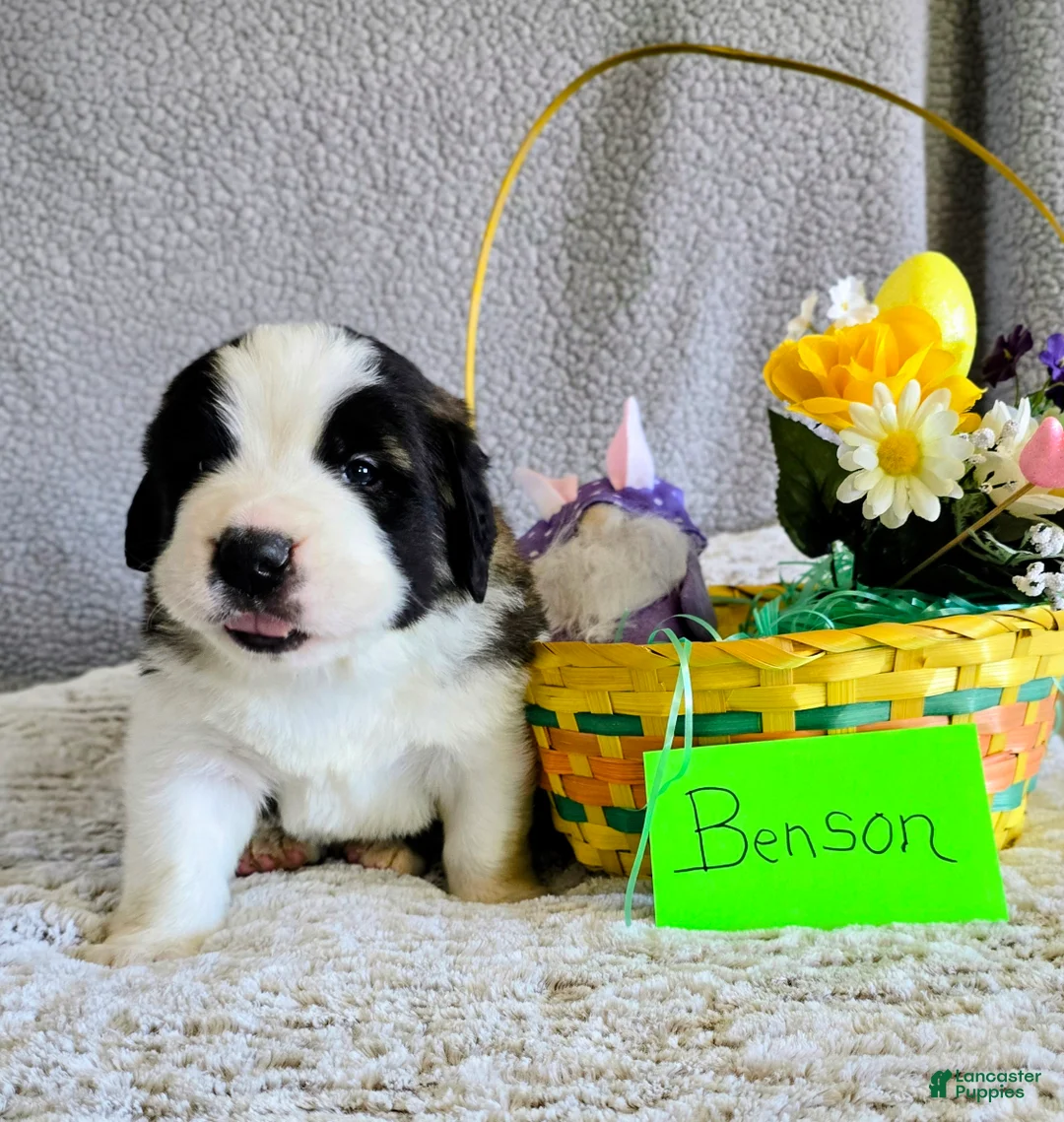 Saint Bernard dogs for sale: Blue Male - Ad 1