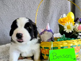 Saint Bernard dogs Blue Male - Ad 31