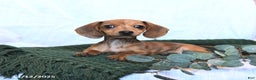 Miniature Dachshund dogs for sale: Joy - Ad 3