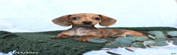 Miniature Dachshund dogs for sale: Joy - Ad 2