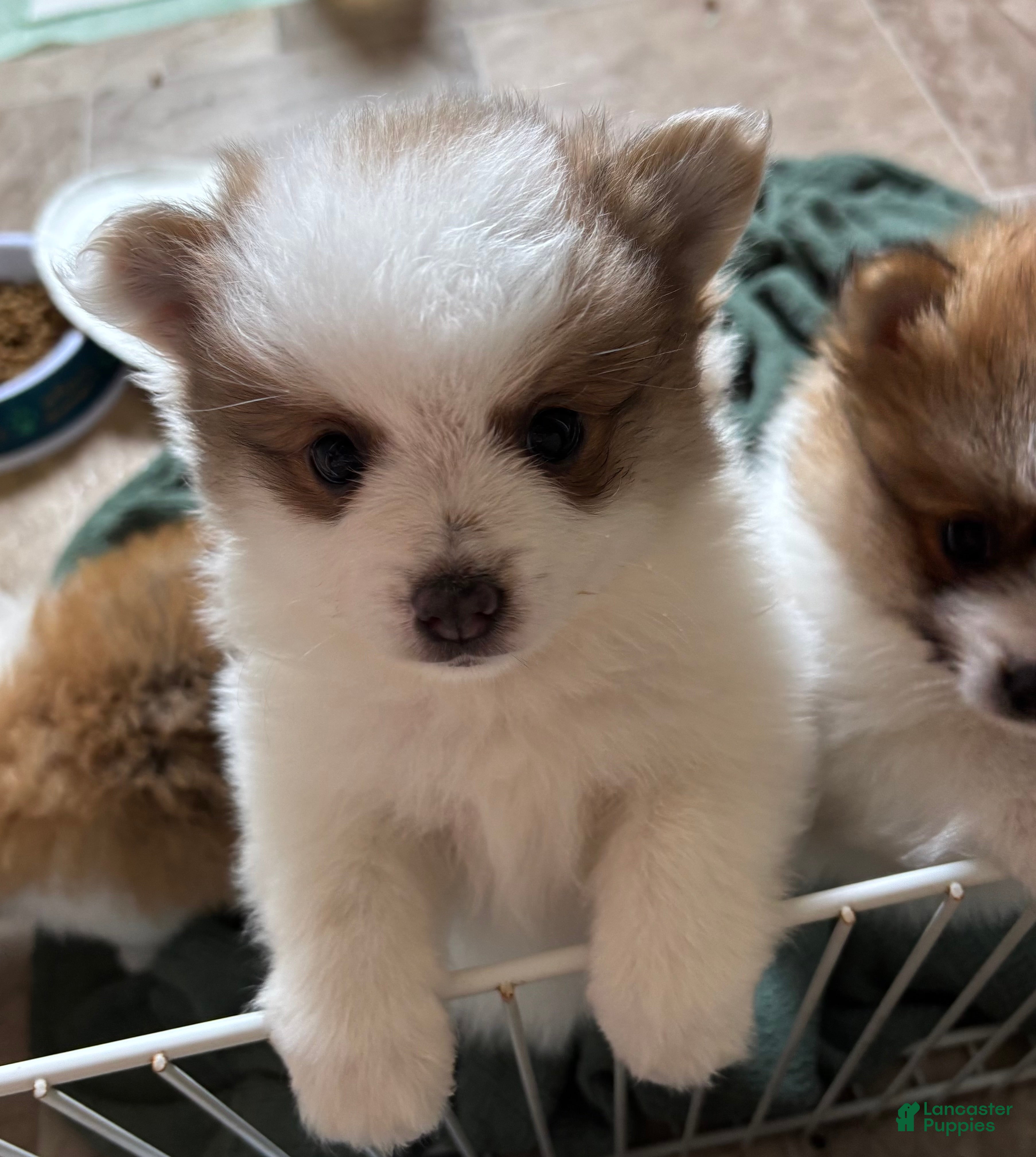 Pomeranian dogs Tom - Ad 1