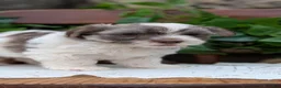 Havanese dogs for sale:  Nash - Ad 4