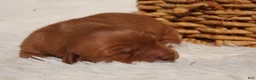 Golden Retriever dogs for sale: Daisy -AKC, Genetically Clear - Ad 27