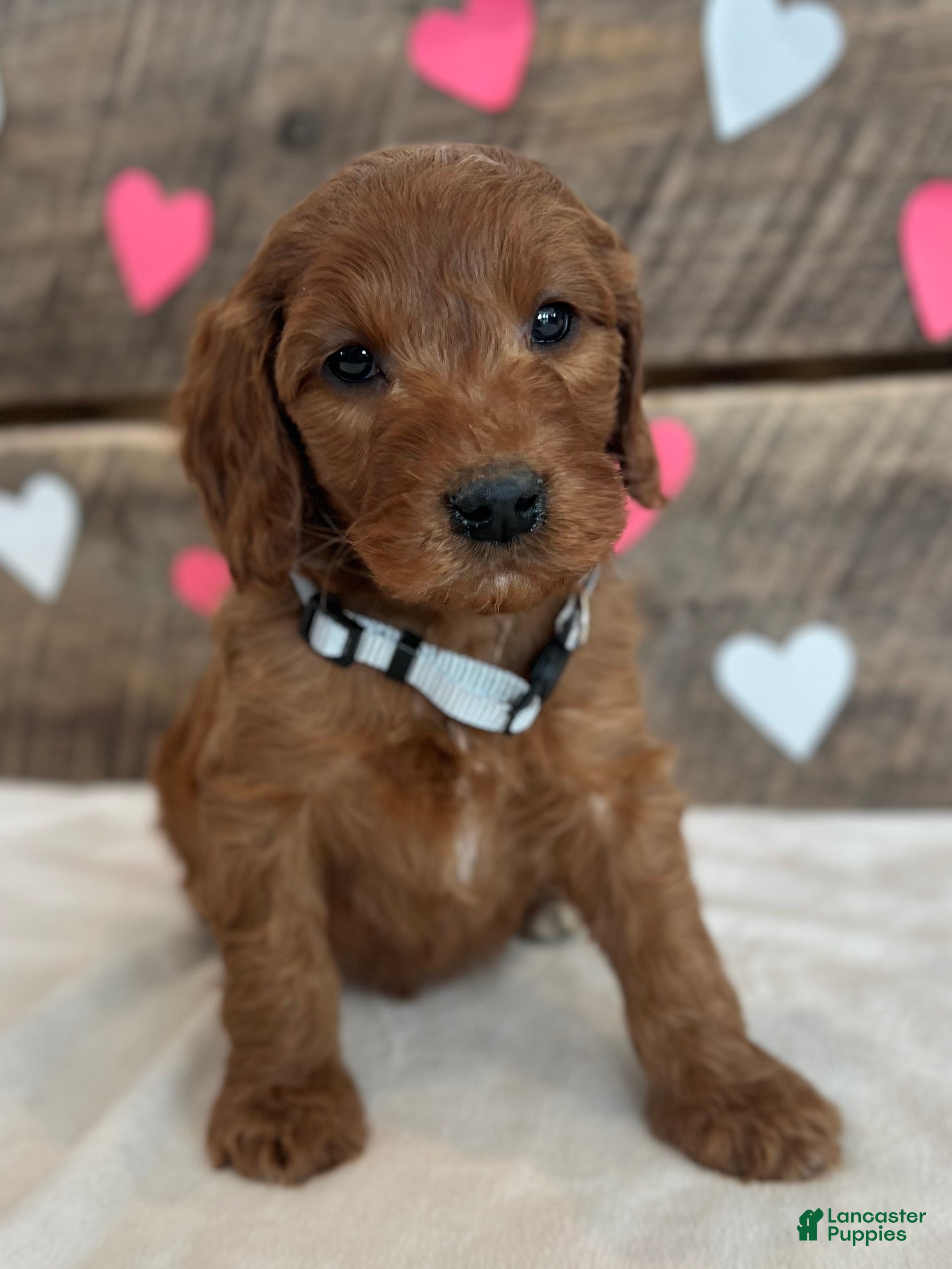 Irish Doodle dogs Poppy - Ad 2