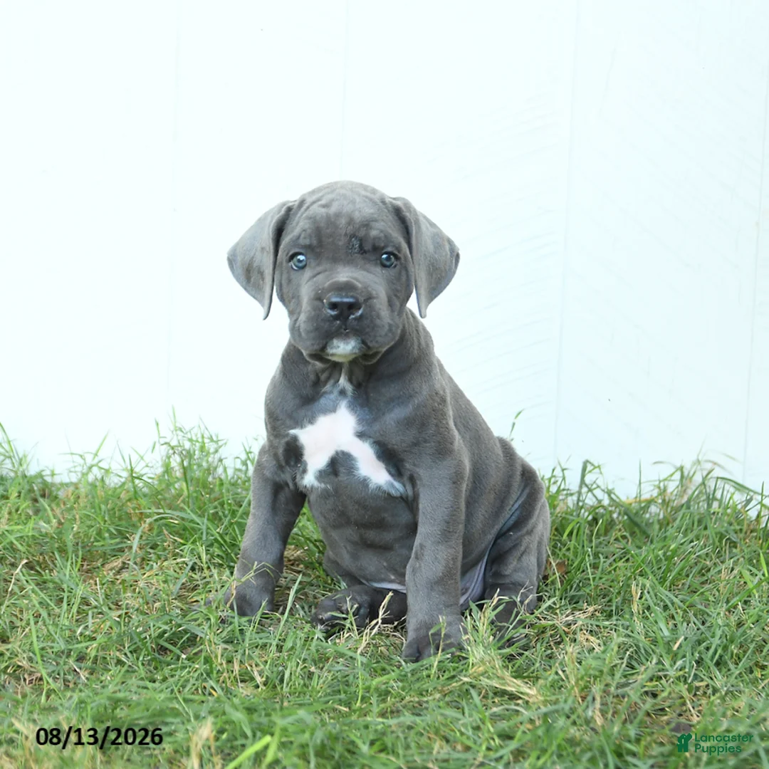Cane Corso dogs for sale: Ranger - Ad 1