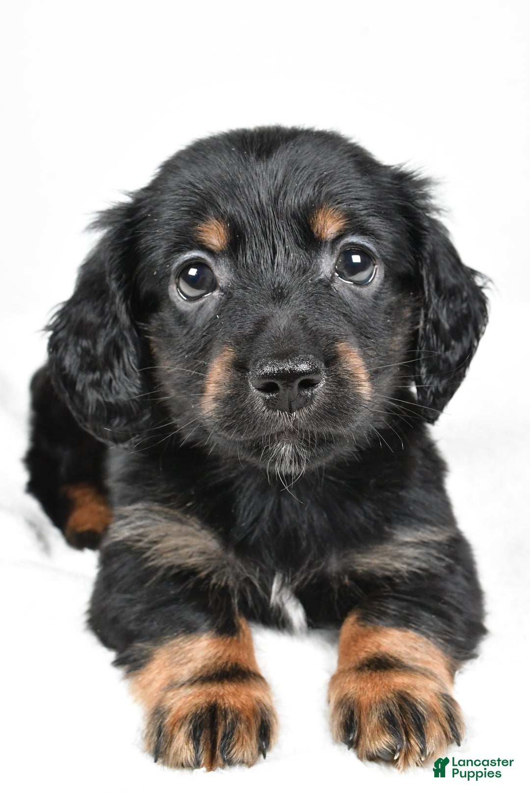 Miniature Dachshund dogs for sale: Bo - Ad 4