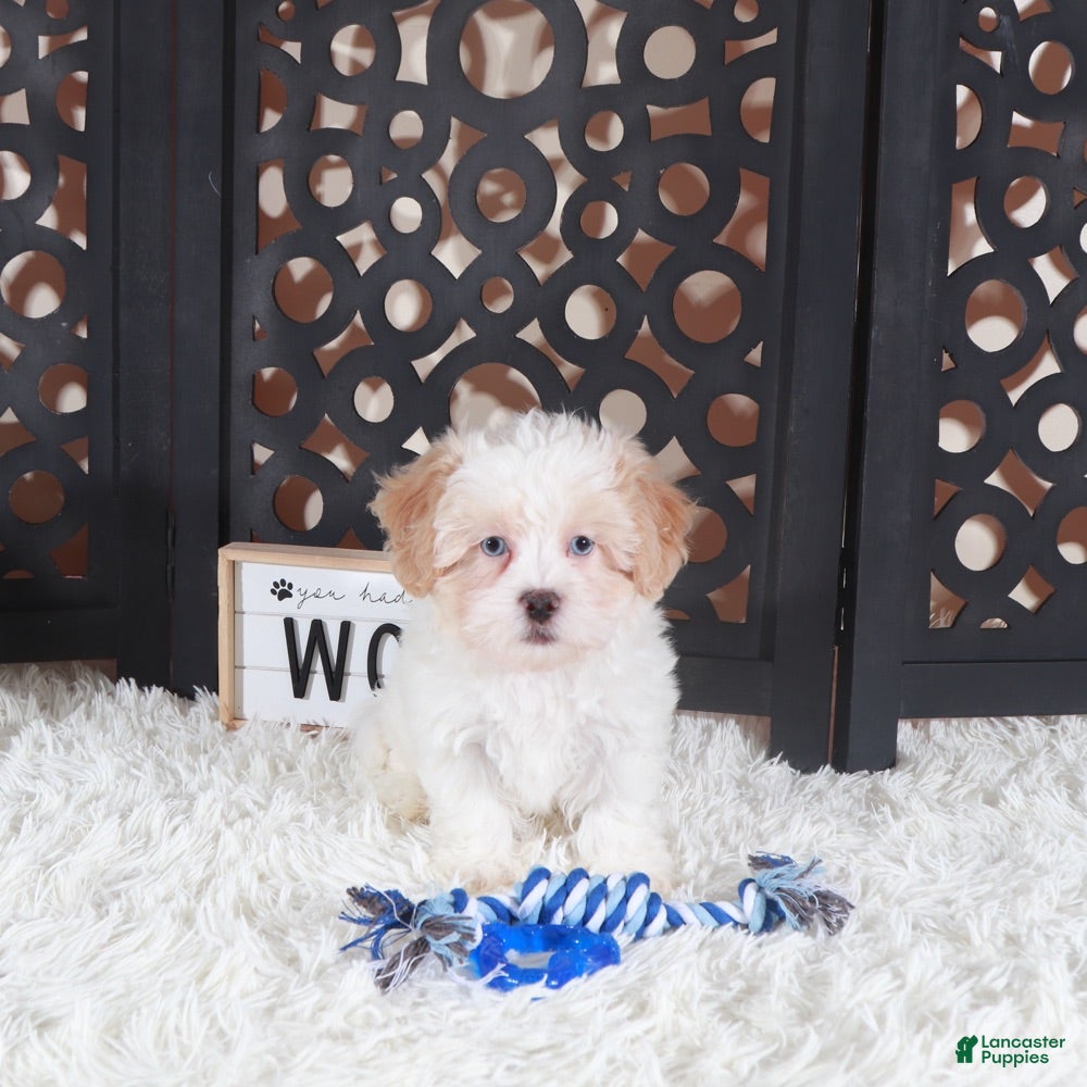 Chase Blue eyed Shihpoo Puppy Shihpoo for sale in Mount Vernon