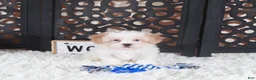 Shihpoo dogs for sale: Chase Blue eyed Shihpoo Puppy - Ad 3