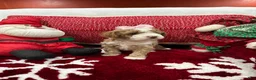 Mini Goldendoodle dogs for sale: Petite Mini Goldendoodle Babydoll - Ad 5