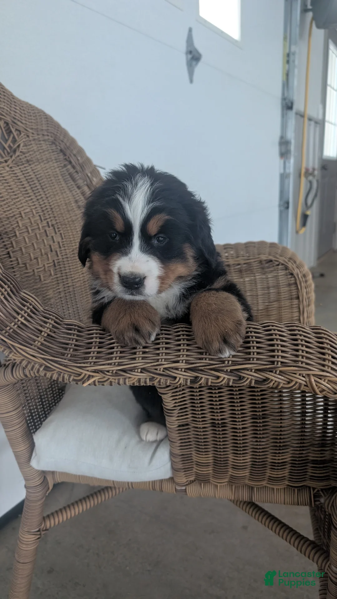 Bernese Mountain Dog dogs for sale: Leo - Ad 5