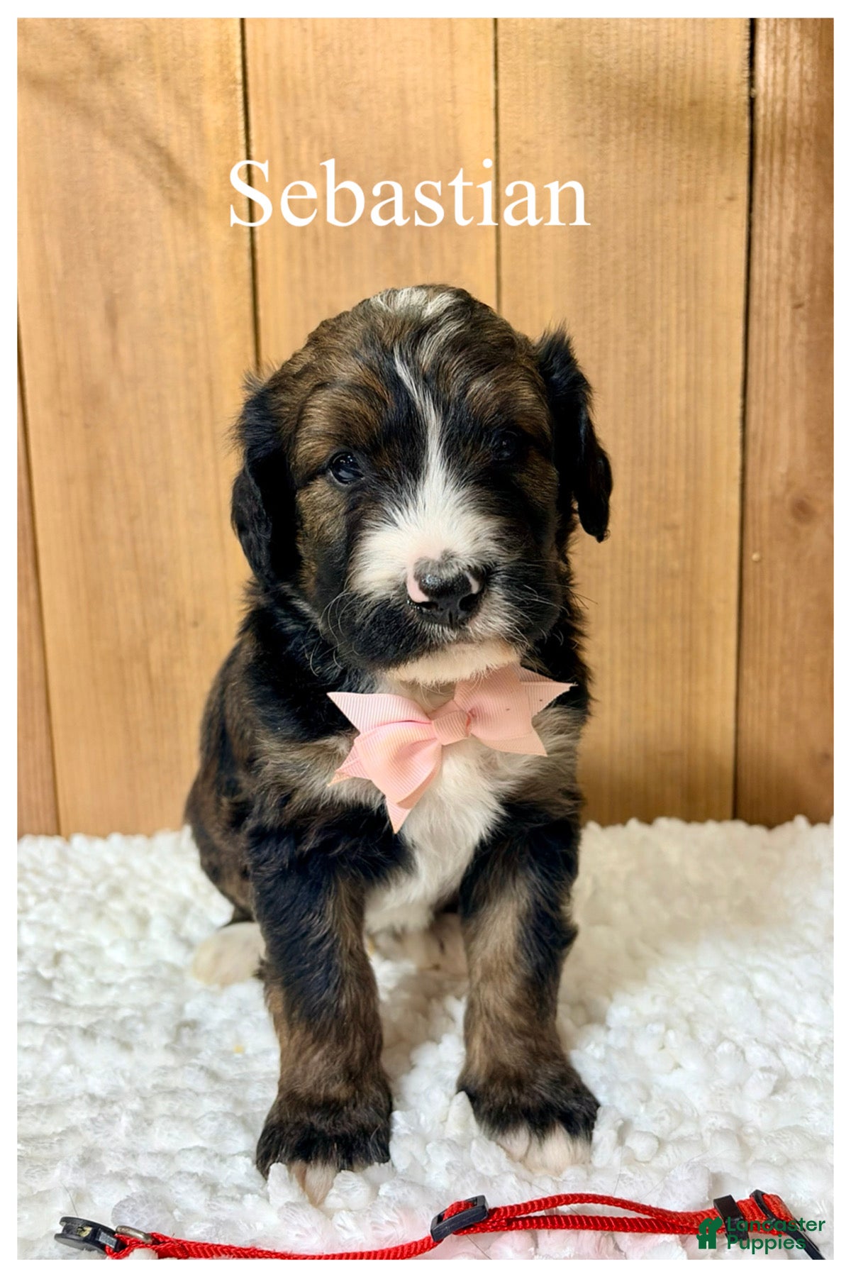 Bernedoodle dogs Sebastian- Standard F1 - Ad 38