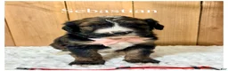 Bernedoodle dogs for sale: Sebastian- Standard F1 - Ad 3
